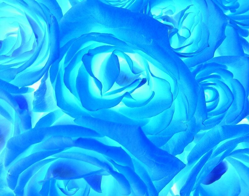 blue roses in close-up