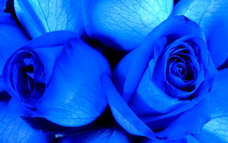 Blue Roses in Close-up — Calm, Photograph