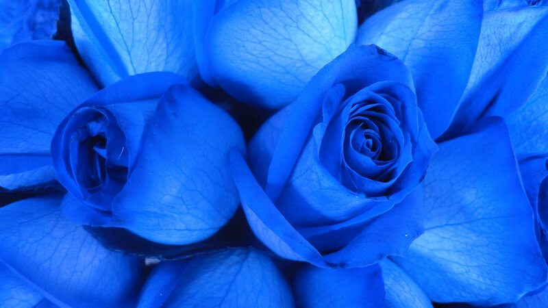 Blue Roses in Close-up — Calm