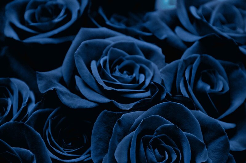 Blue Roses in Close-up — Dark