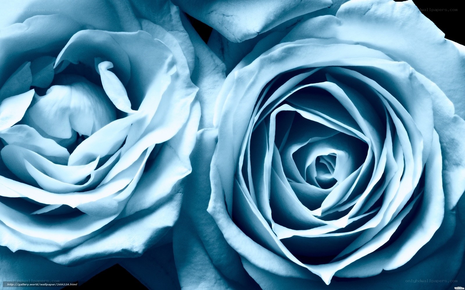 Blue roses in close-up