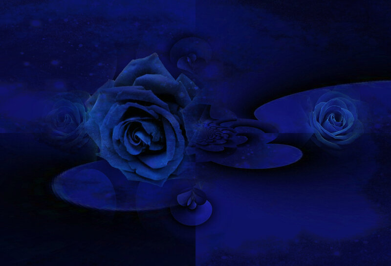 Blue Roses in Dark Background