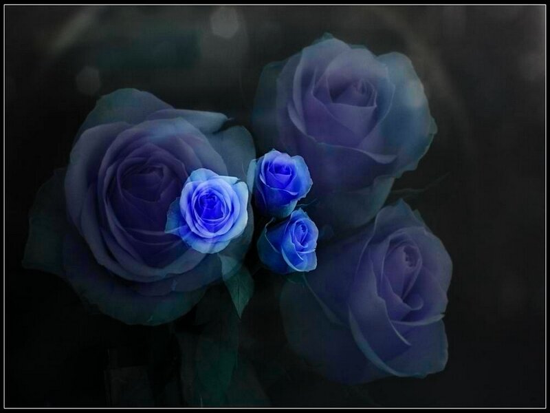 Blue Roses in Dark Setting