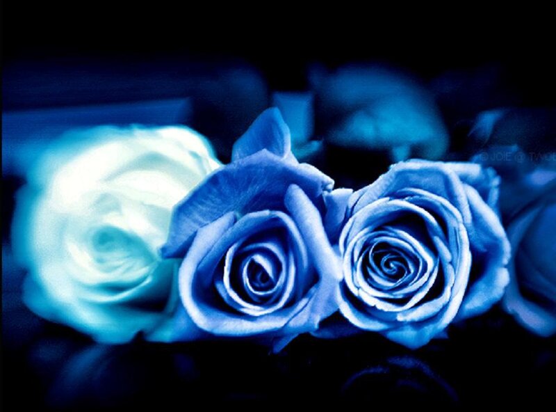 Blue Roses in Dark