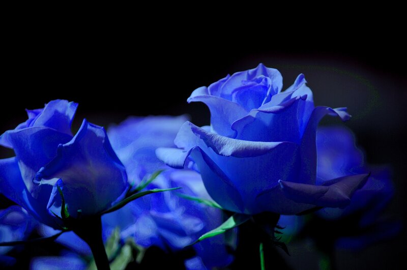 Blue Roses in Darkness — Dramatic, Night