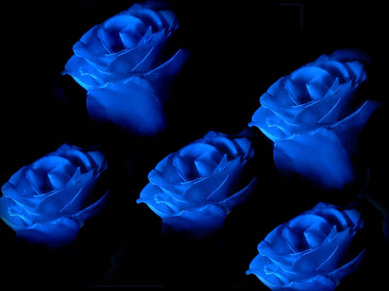 Blue Roses in Darkness — Dramatic