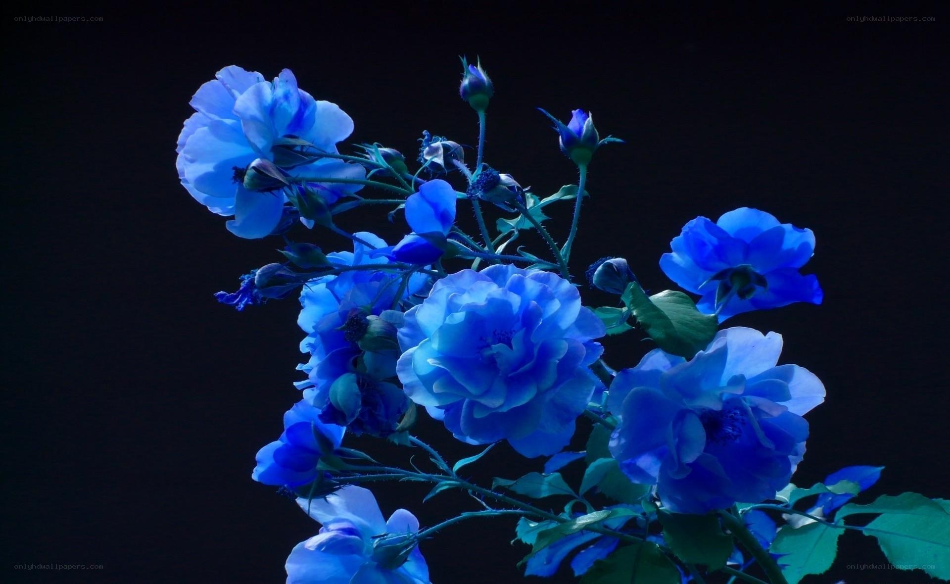Blue roses in darkness