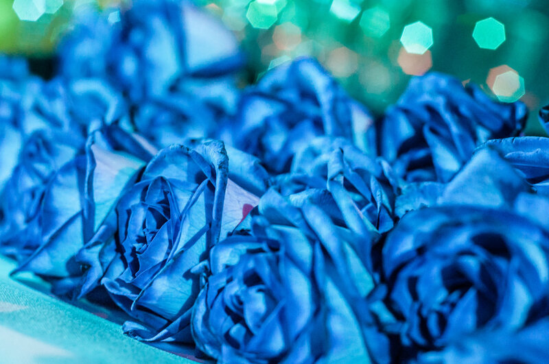 Blue Roses in Focus