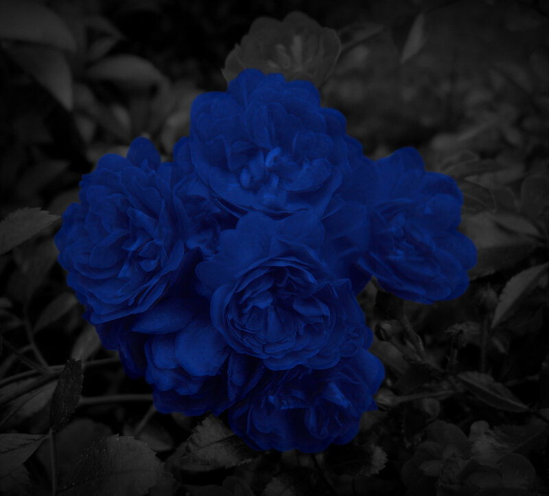 Blue Roses in Garden — Dramatic