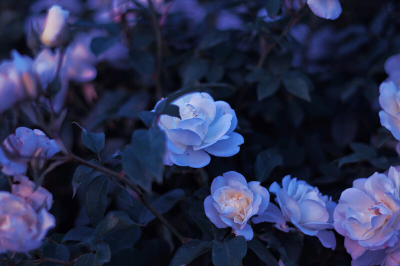 Blue Roses in Garden — Serene, Night