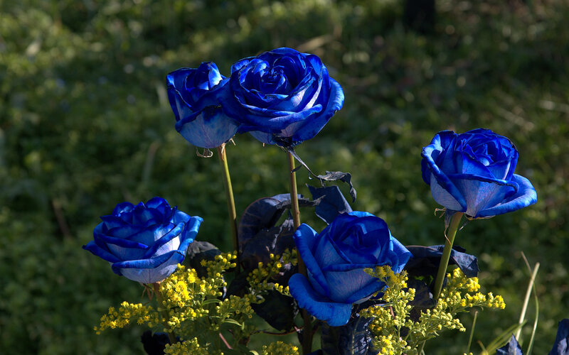 Blue Roses in Garden — Serene