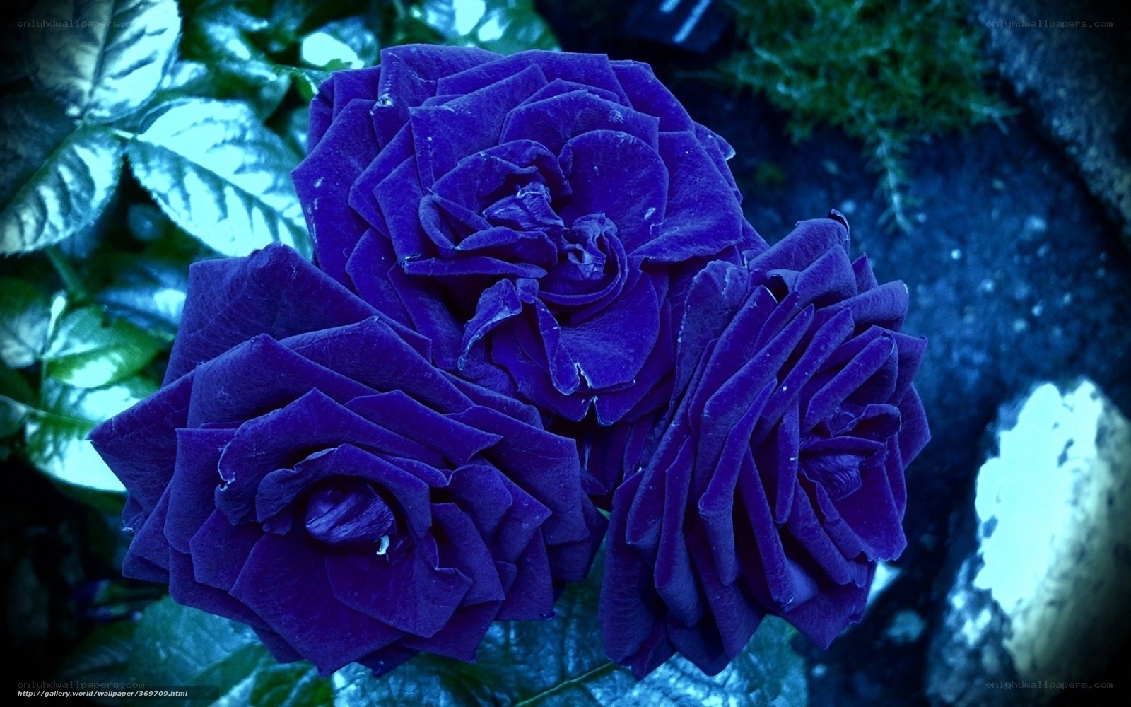 Blue roses in garden