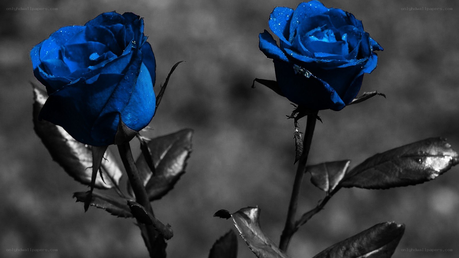 blue roses in monochrome