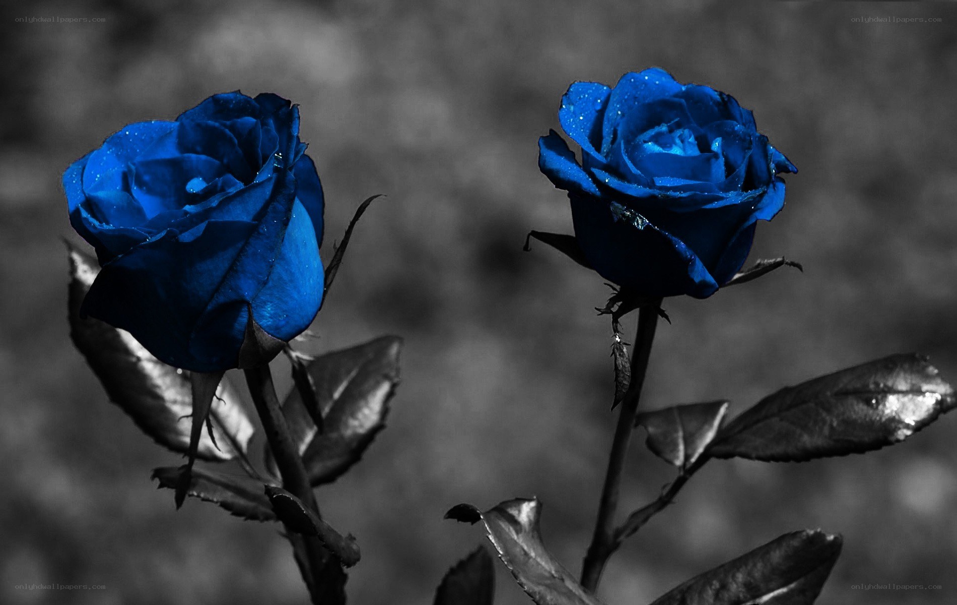 blue roses in monochrome