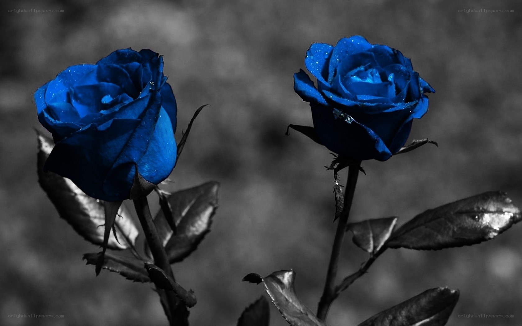 Blue roses in monochrome