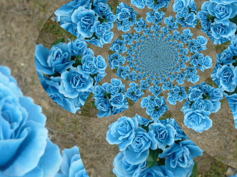 Blue Roses in Spiral