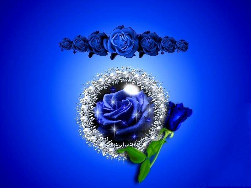 Blue roses on a blue background