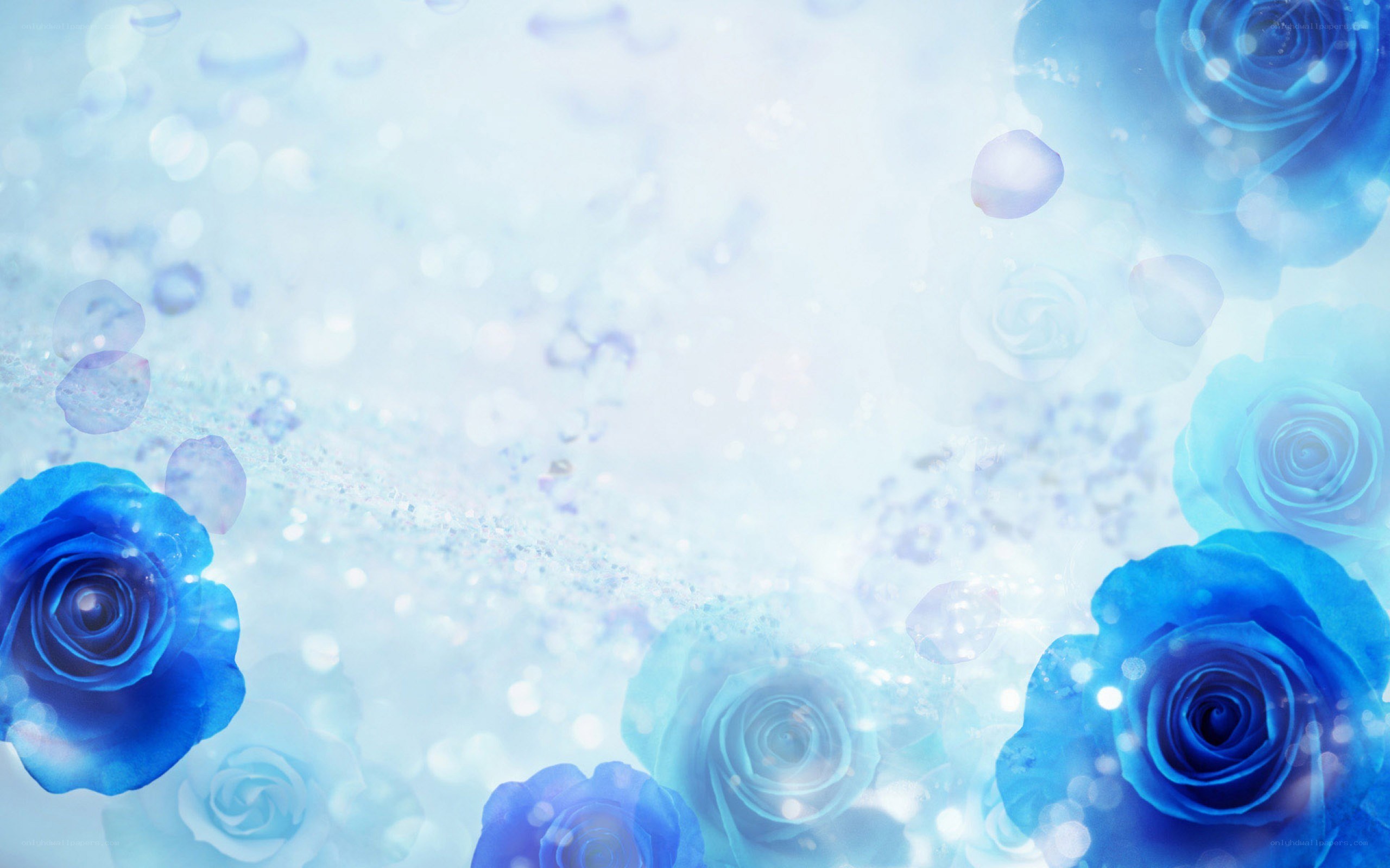 blue roses on a dreamy background