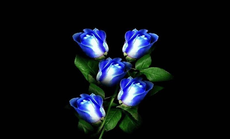 Blue Roses on Black — Dramatic, Digital Art