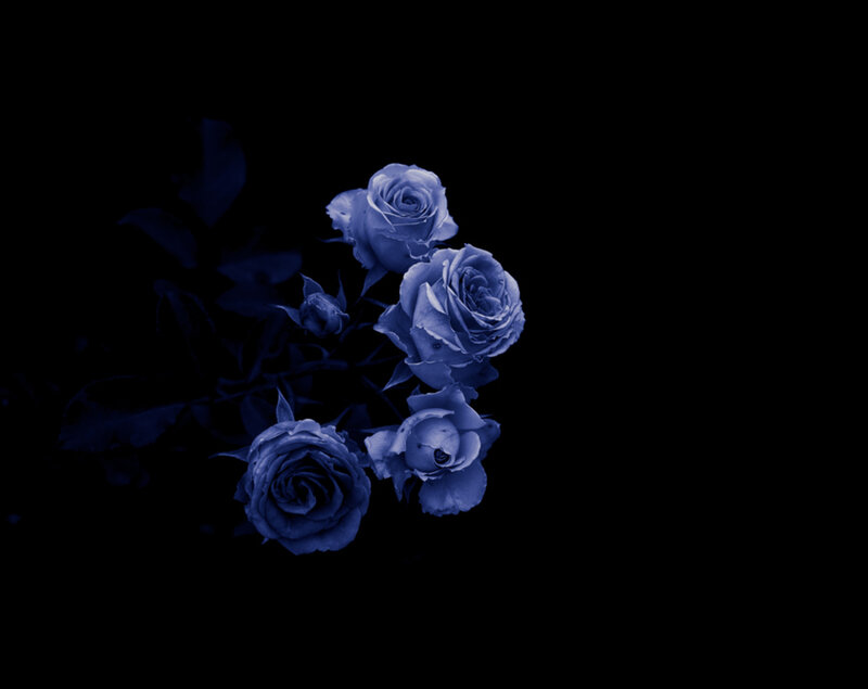 Blue Roses on Black — Dramatic, Night