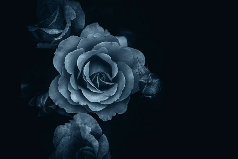 Blue Roses on Black — Dramatic, Photograph, Buds