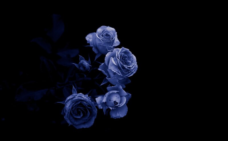 Blue Roses on Black — Dramatic, Photograph