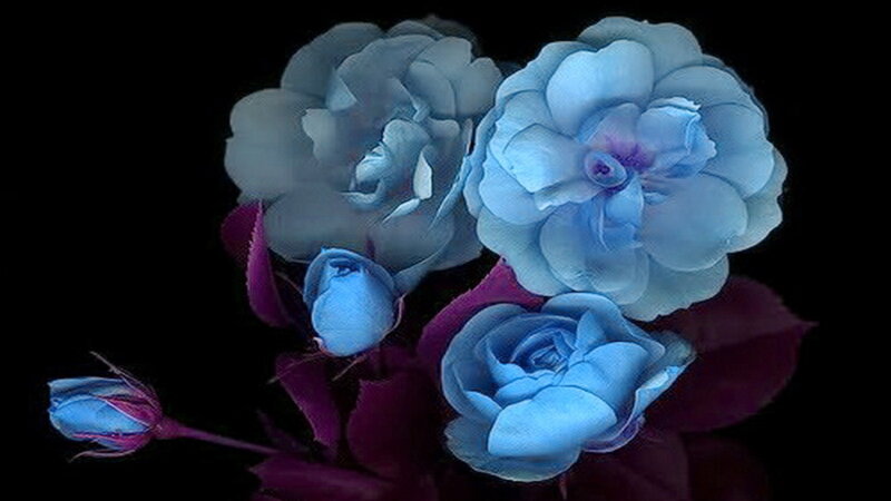 Blue Roses on Black — Dramatic