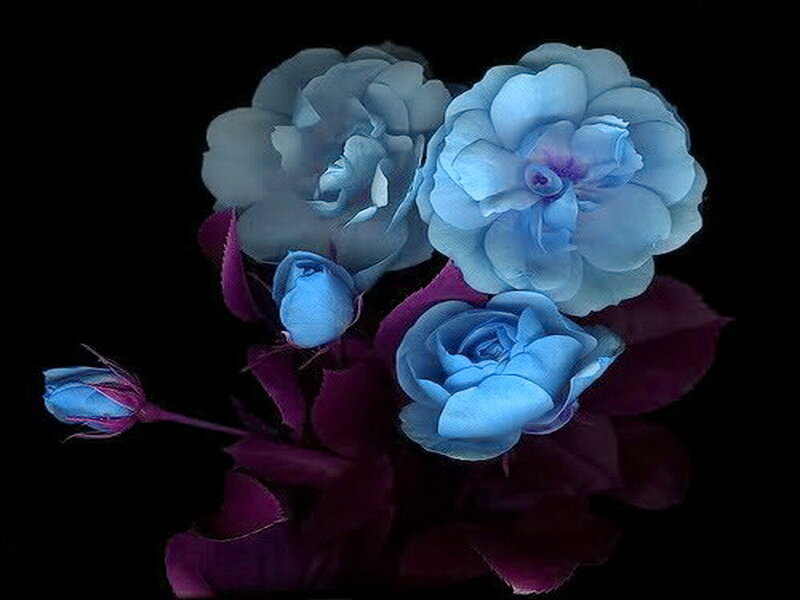 Blue Roses on Black