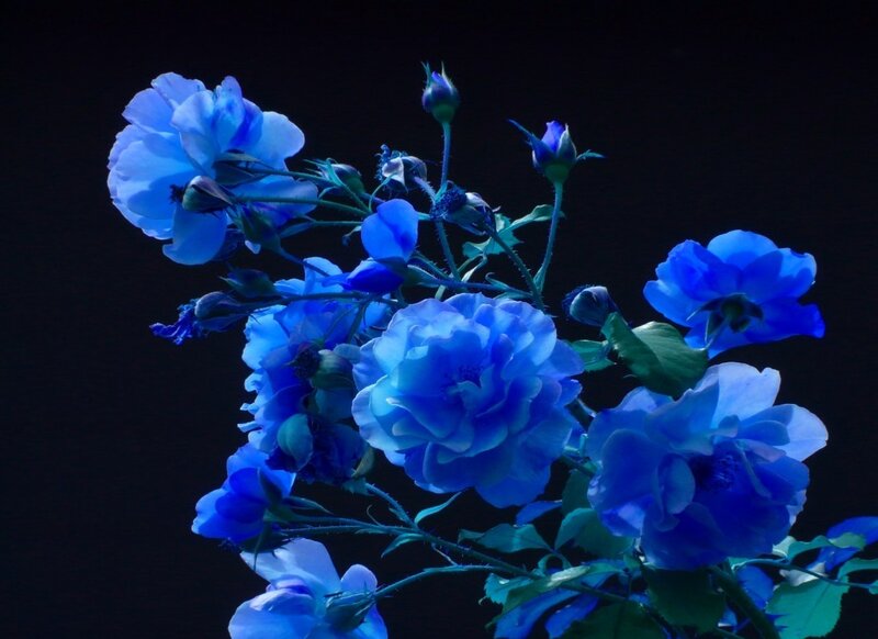 Blue Roses on Branch