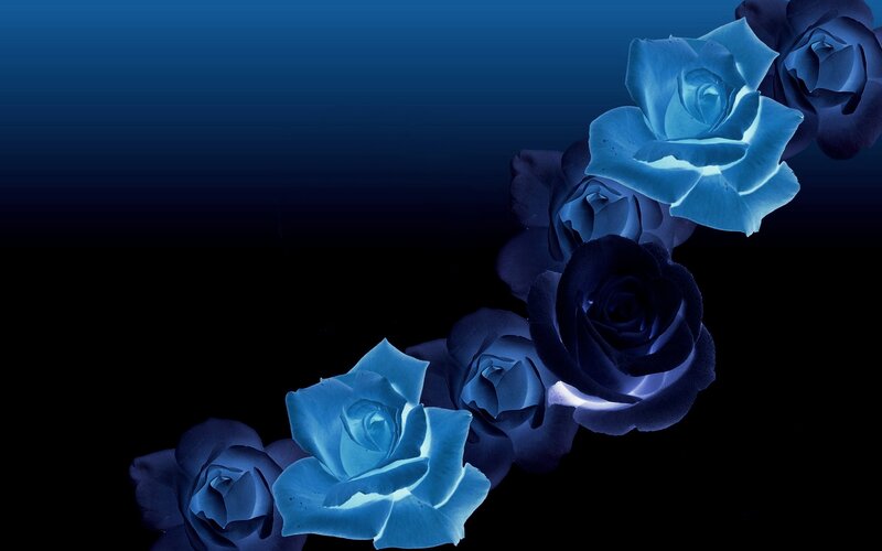 Blue Roses on Dark Background — Dramatic