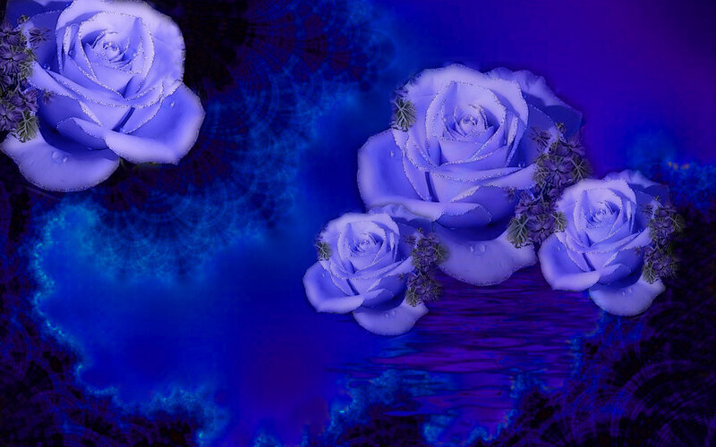Blue Roses on Dark Background
