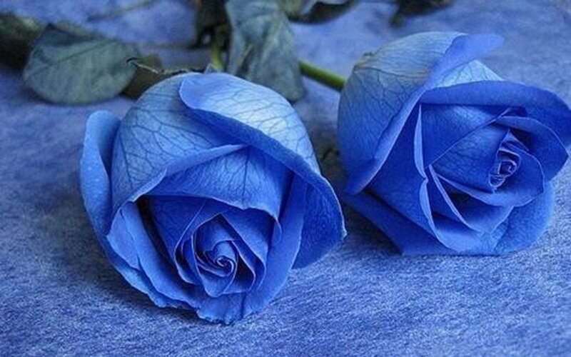 Blue Roses on Fabric