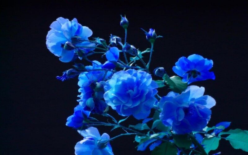 Blue Roses on Stems — Dramatic, Night