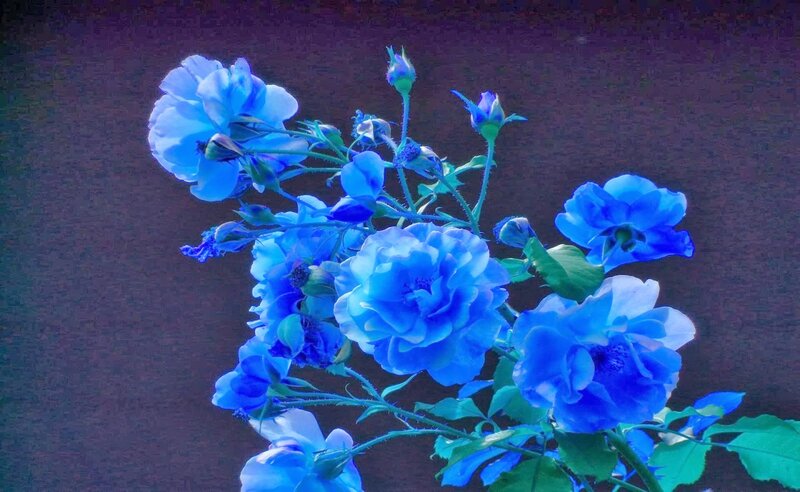 Blue Roses on Stems — Dramatic, Photograph