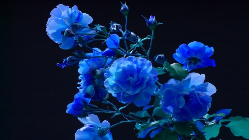 Blue Roses on Stems — Dramatic
