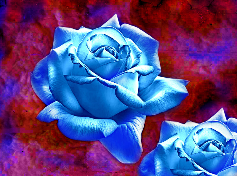 Blue Roses on Textured Background