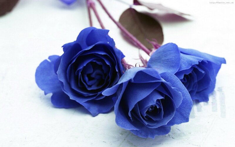 Blue roses on white surface