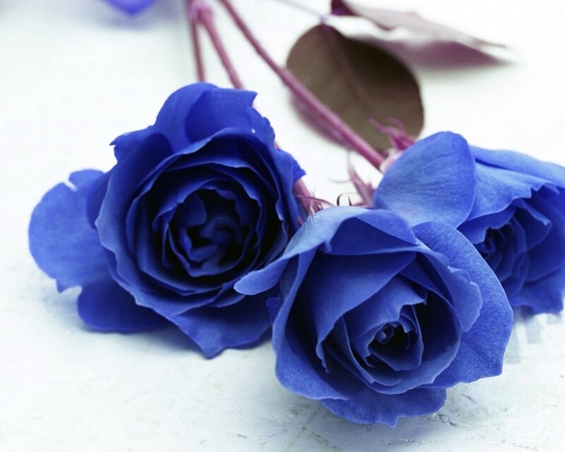 Blue Roses on White Surface — Calm
