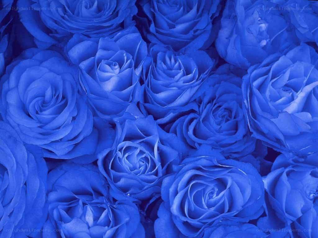 blue roses pattern