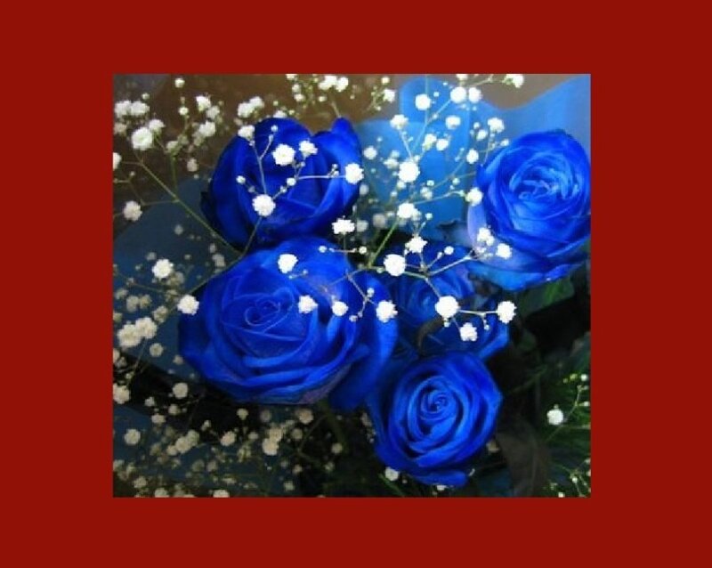 blue roses with baby's breath