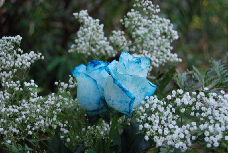 Blue Roses with Baby's Breath — Serene