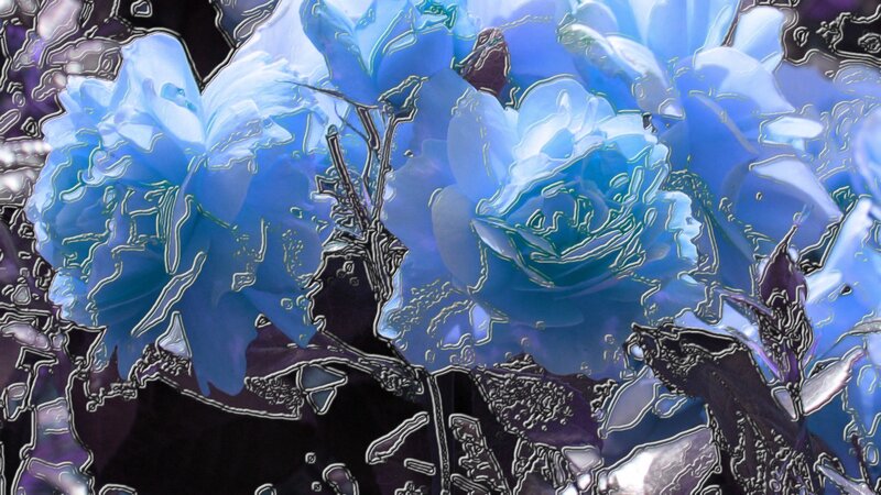 Blue Roses with Dark Leaves