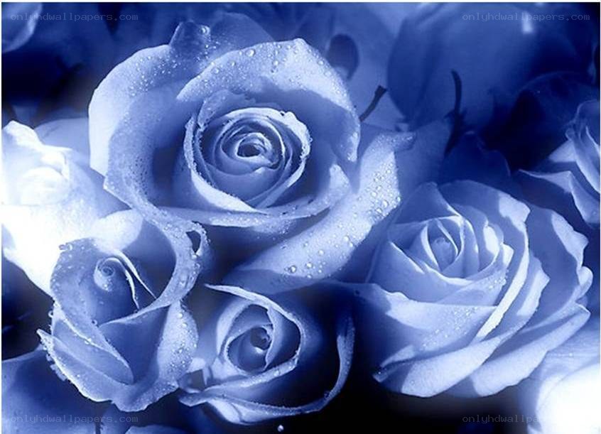 blue roses with dew drops