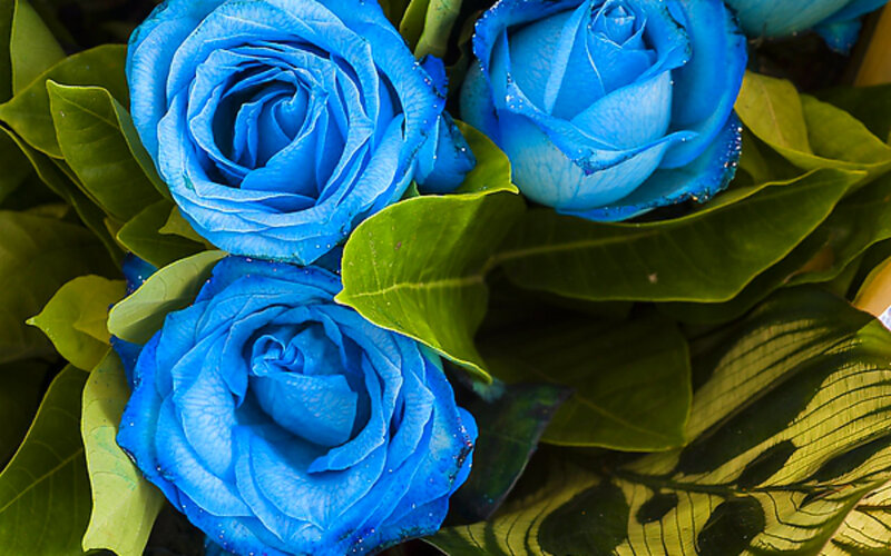 Blue Roses with Green Leaves