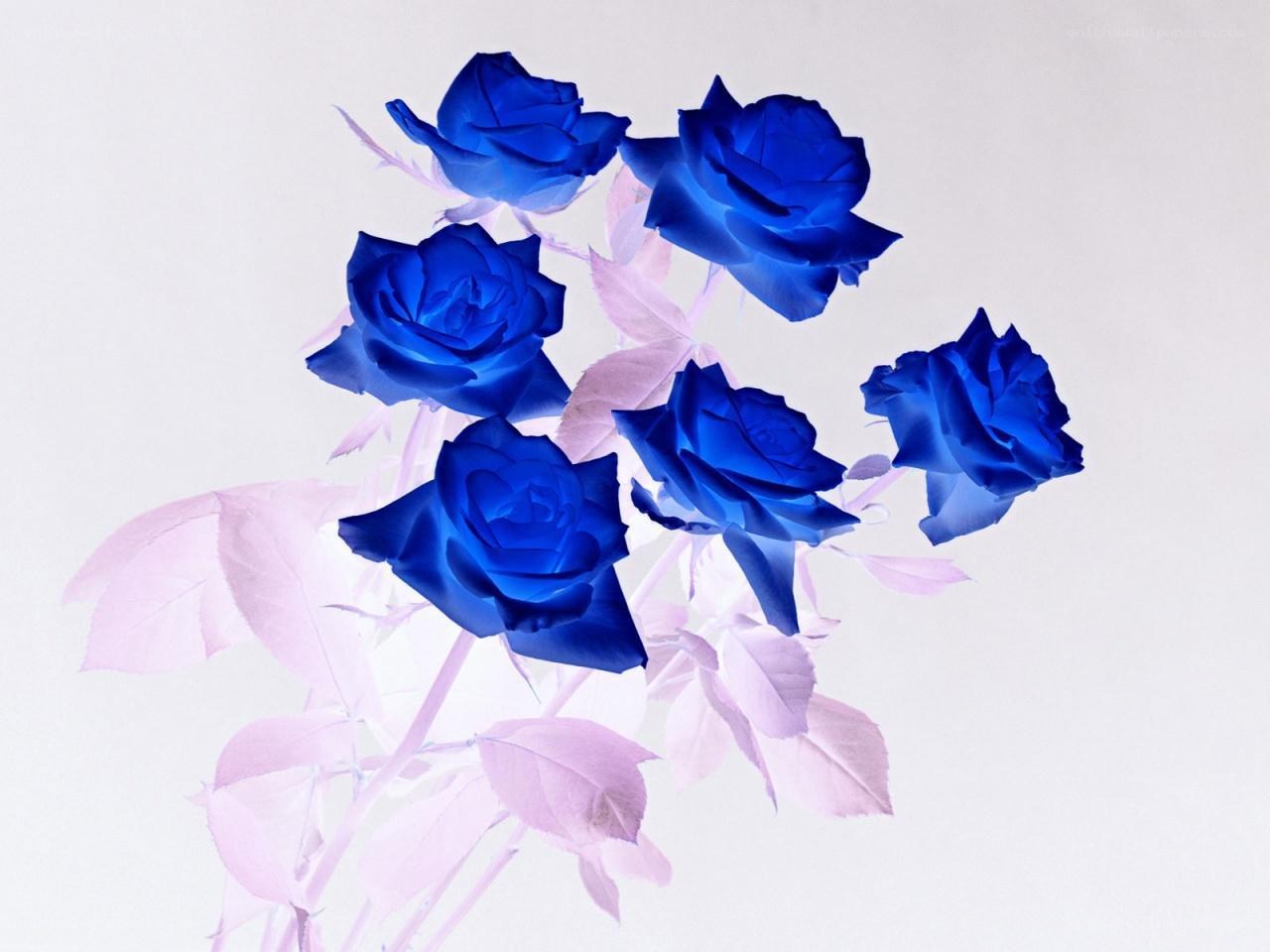 blue roses with pink leaves