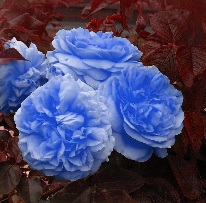 Blue Roses with Red Leaves