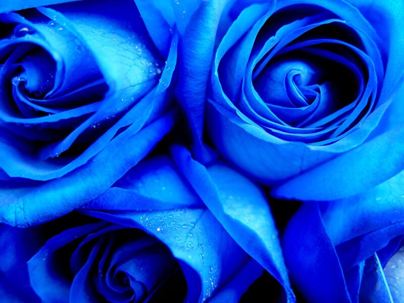 Blue Roses with Water Droplets — Calm