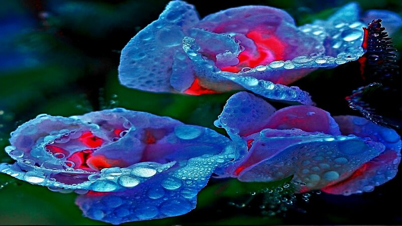 Blue Roses with Water Droplets — Dramatic, Digital Art