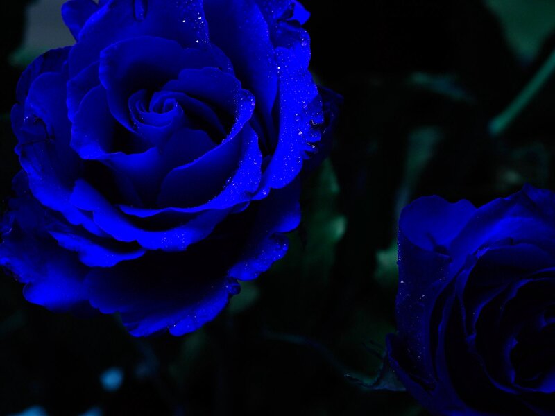 Blue Roses with Water Droplets — Dramatic, Night