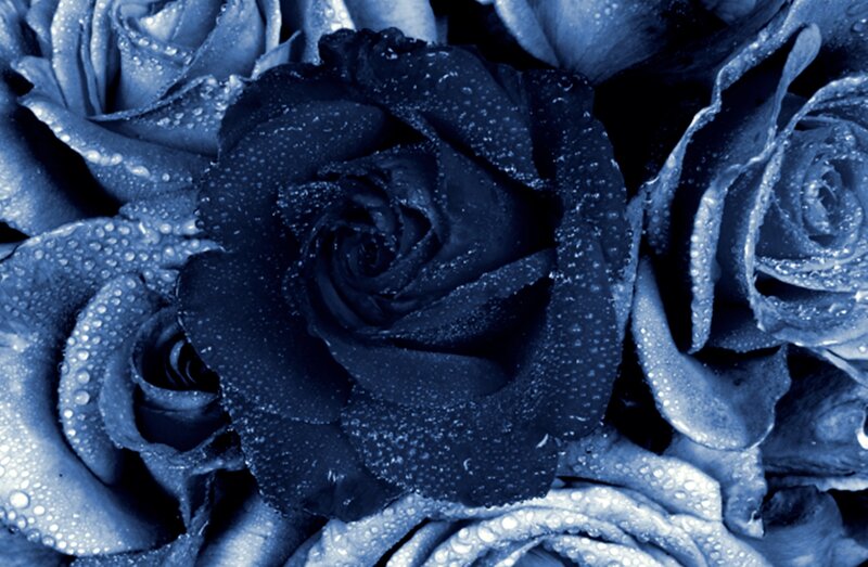 Blue Roses with Water Droplets — Dramatic, Photograph